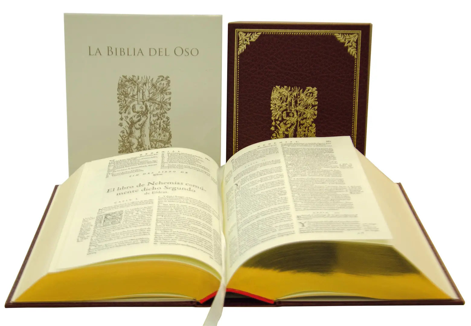 Imagen 2 · La Biblia del Oso